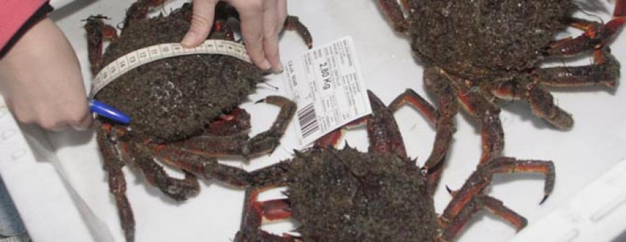 CEDEIRA - La Cofradía de Pescadores estrenó las instalaciones  de la nueva lonja