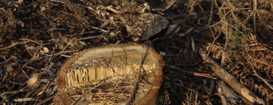 La ordenanza de la madera llega a los plenos de doce concellos de la zona