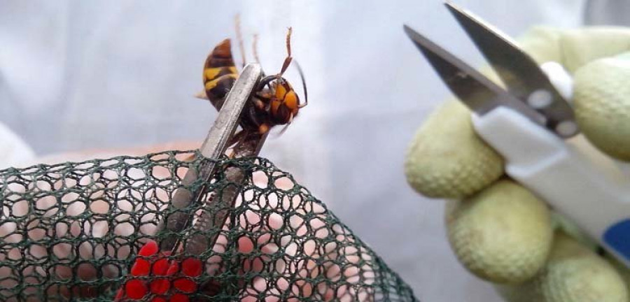 Los apicultores se rearman contra el enemigo