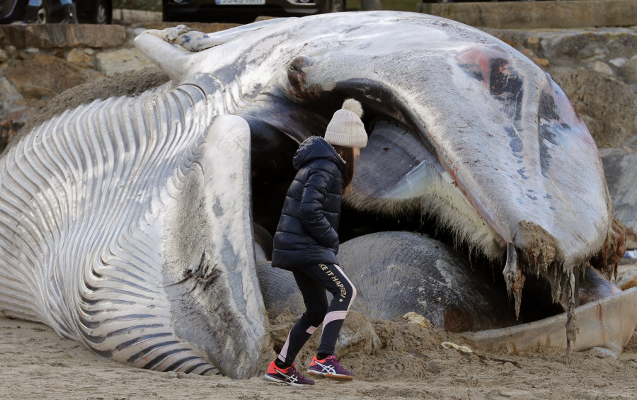 Segunda ballena muerta que aparece en la Costa da Morte