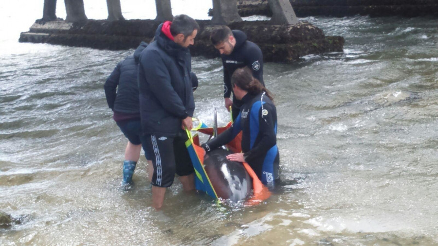 Varamiento masivo de delfines en la ría de Arousa y varios mueren poco después