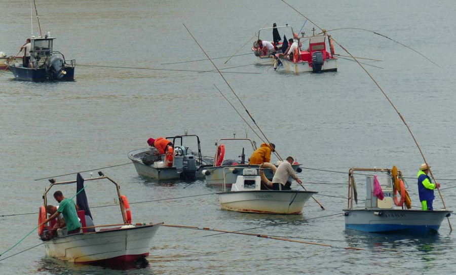 Mar apunta a un parásito como causa de la mortalidad de la almeja en la ría