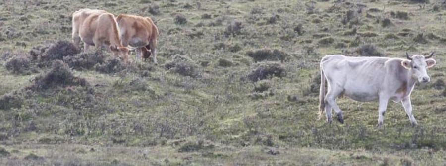 Los análisis no permiten determinar la causa de la muerte de cien terneros y vacas en A Capelada