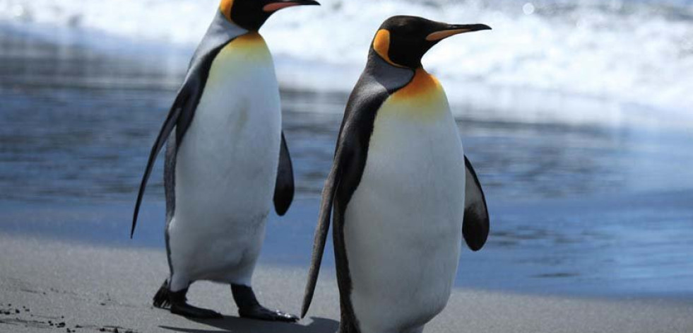 El cambio climático pone en peligro a los pingüinos rey