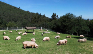 La granja gallega de Coren que tiene cerdos de oro