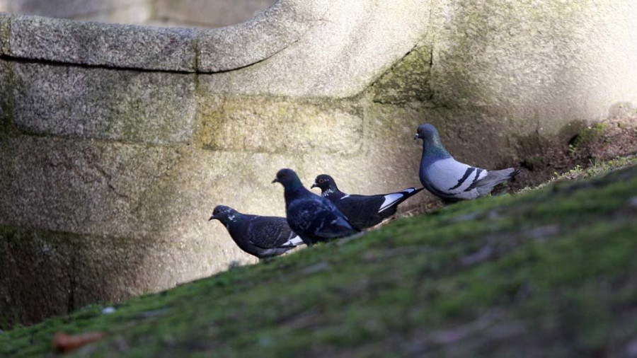 El Concello prorroga el servicio de control de gaviotas, estorninos y palomas por casi 58.000 euros