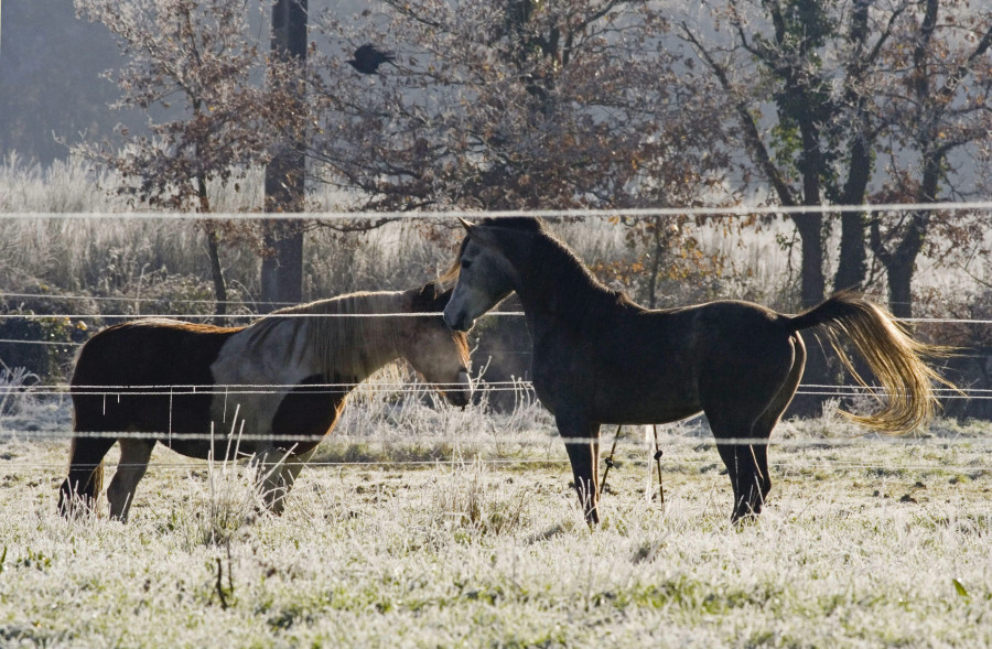 Una discusión en Abadín por unos caballos acaba con un apuñalamiento