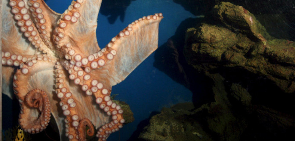 El pulpo, lo más parecido a encontrarse con un alienígena
