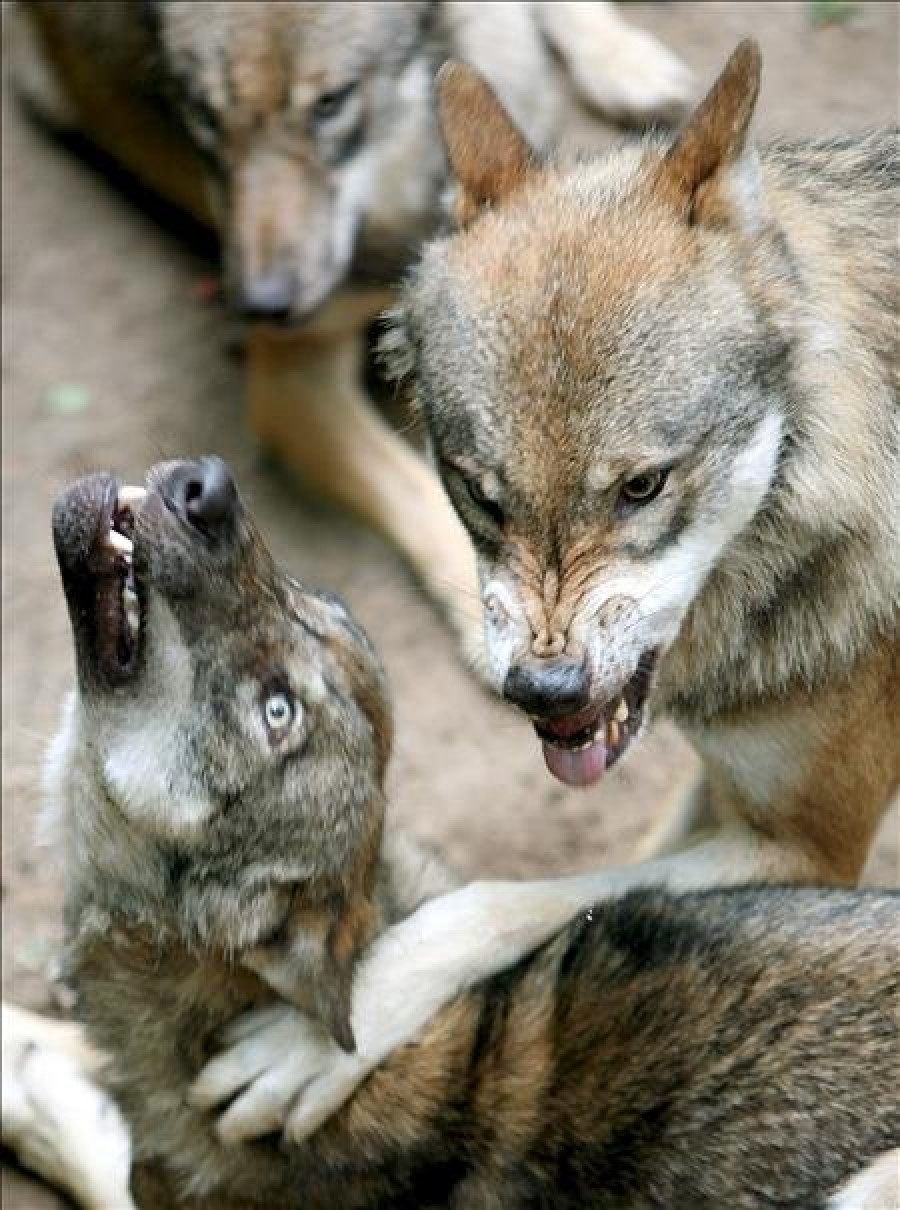 Los lobos, también sensibles al contagio de los bostezos