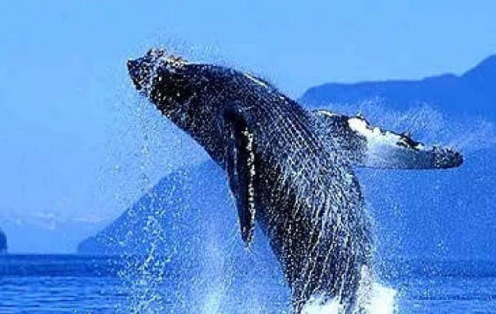 El tránsito de la ballena azul por Galicia beneficia al turismo
