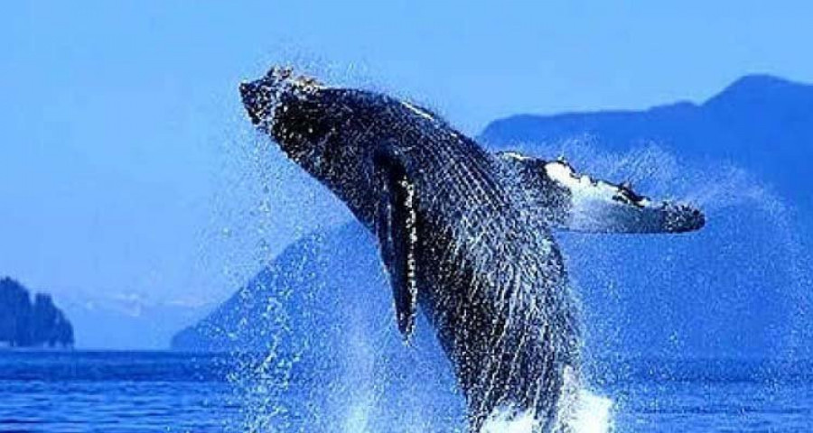 El tránsito de la ballena azul por Galicia beneficia al turismo