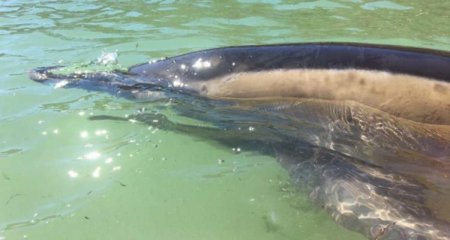 Una familia de bañistas salva a un delfín varado en una playa de Ares