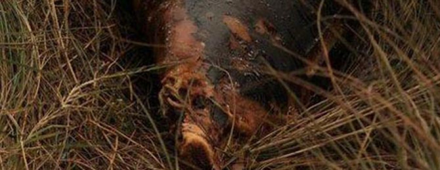 Próxima limpieza de  Acción Directa en Doniños