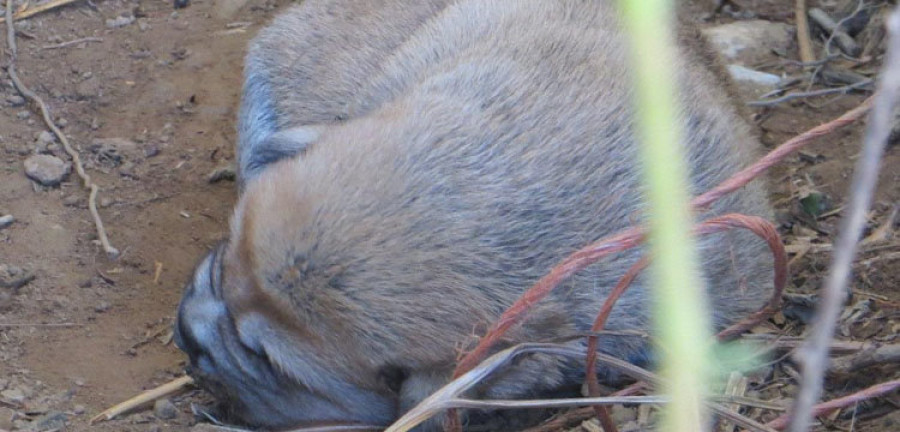 Investigan a un vecino de Ares por abandonar seis cachorros de mastín