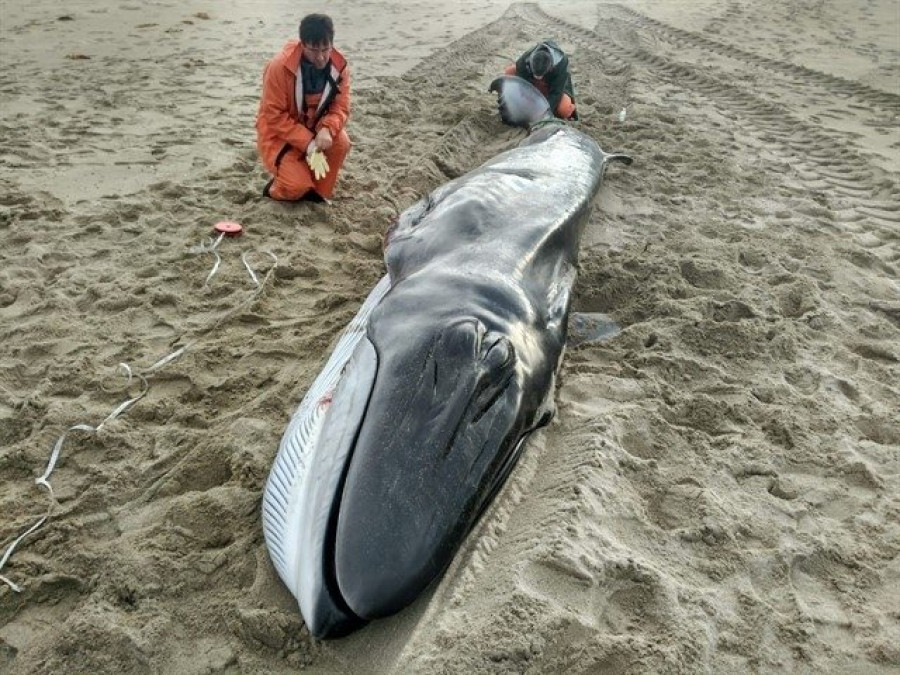 Muere la cría de ballena varada en Muxía