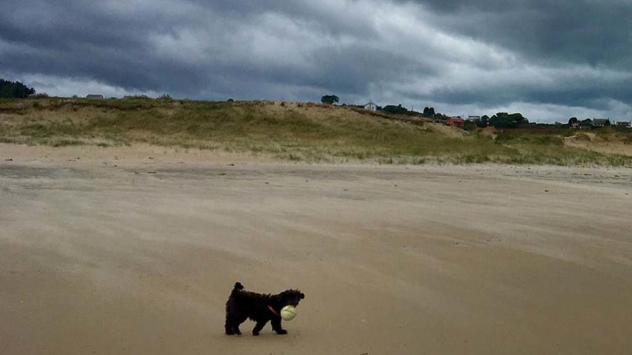 Ferrol cuenta con más de una decena de playas pero ninguna para perros