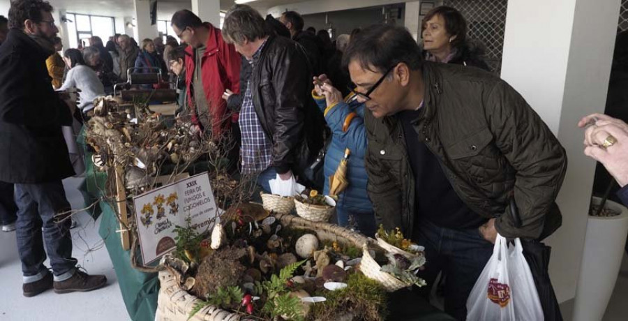 Éxito absoluto de público en la nueva edición de la feria de fungos e cogomelos de As Pontes