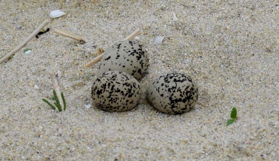 Nacen tres ejemplares de chorlitejos patinegros 
en el arenal de San Xurxo
