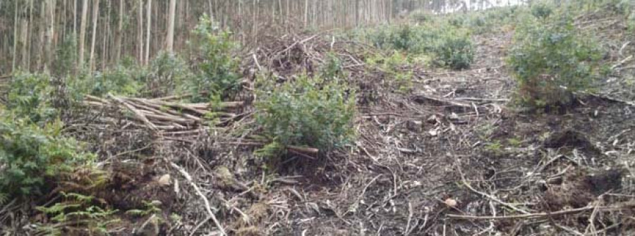 Las talas indiscriminadas destrozan la zona rural