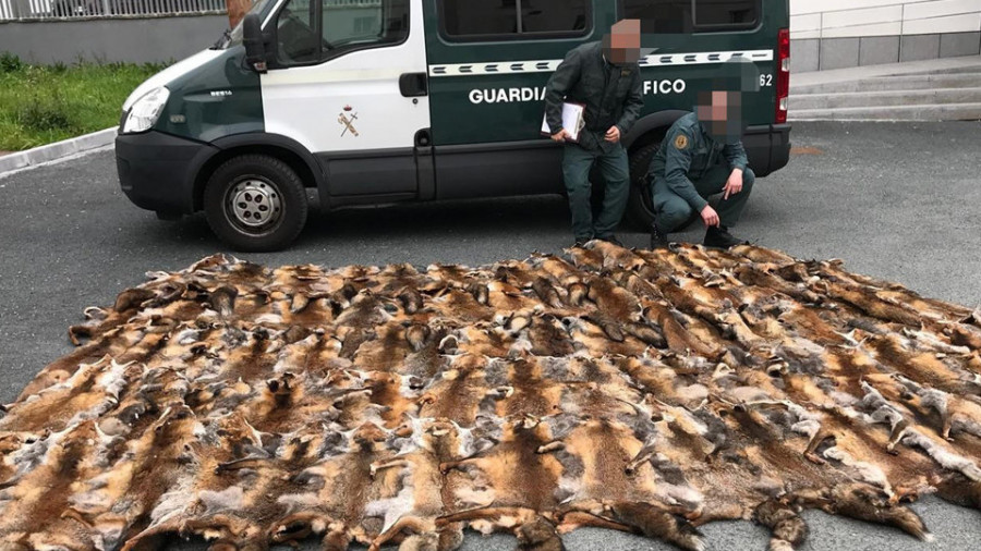 Aprehendidas en Ferrol casi 90 pieles de zorro en una furgoneta