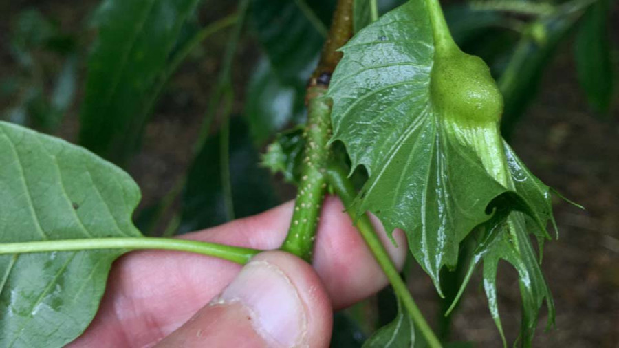 La Xunta suelta 36.000 parásitos para combatir la avispilla del castaño