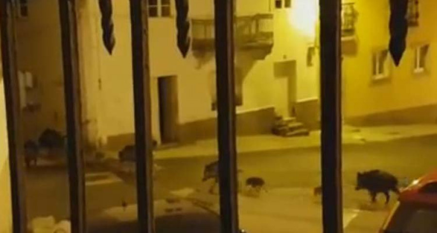 Más de una veintena de jabalíes campan a sus anchas por las calles del barrio de A Graña