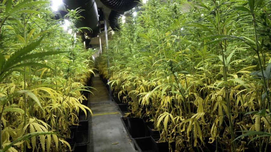 Descubierta en una nave de As Somozas la mayor plantación de marihuana de la historia de Galicia