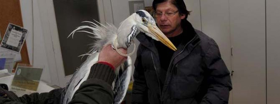 Recogen a una garza real herida en la laguna de Doniños