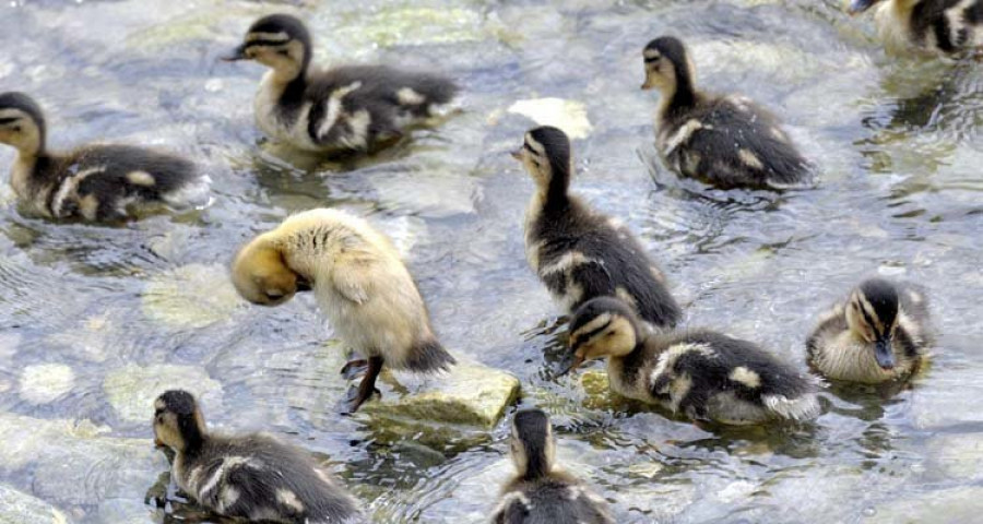 Los patos del Himalaya vuelan a casi 7.000 metros de altura