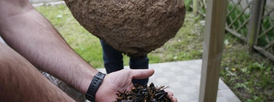Los apicultores buscan el respaldo de los Concellos para combatir la velutina