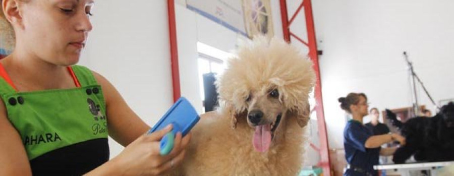 Cerca de 30 peluqueros caninos se dan cita desde hoy en FIMO