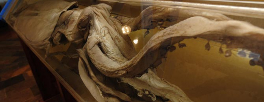 El Museo da Natureza tiene su propio kraken