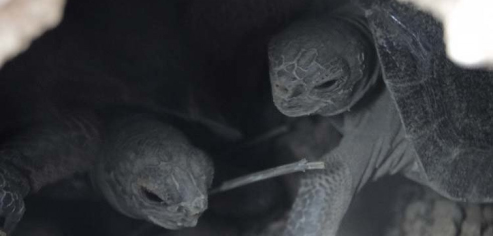 Nacen tortugas después de un siglo en las Galápagos