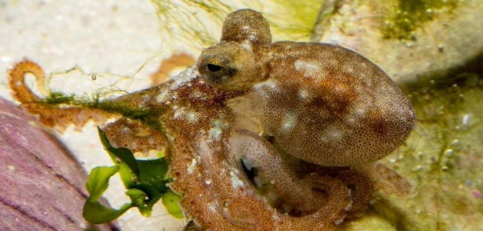 Científicos logran reproducir el pulpo en cautividad
