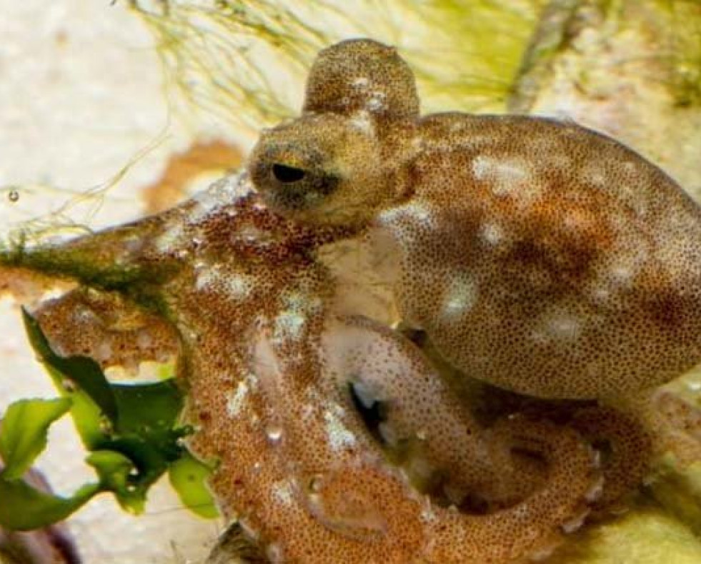 Científicos logran reproducir el pulpo en cautividad