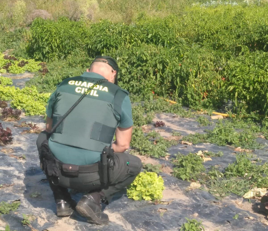Localizan a la duena de un restaurante de Meaño robando hortalizas en una finca