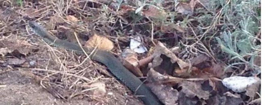 La presencia de una víbora en un parque infantil de Cariño causa alarma