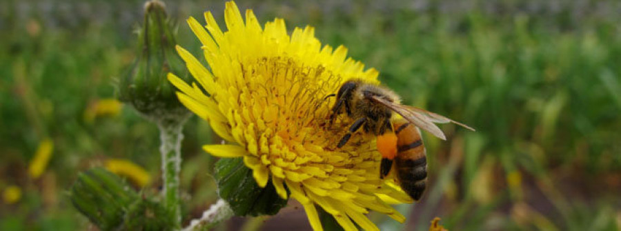 La primavera empieza con unos ocho millones de alérgicos al polen
