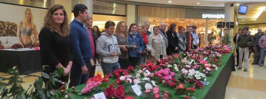 La “Mostra da Camelia” de Narón tiñe de rosa el Dolce Vita Odeón