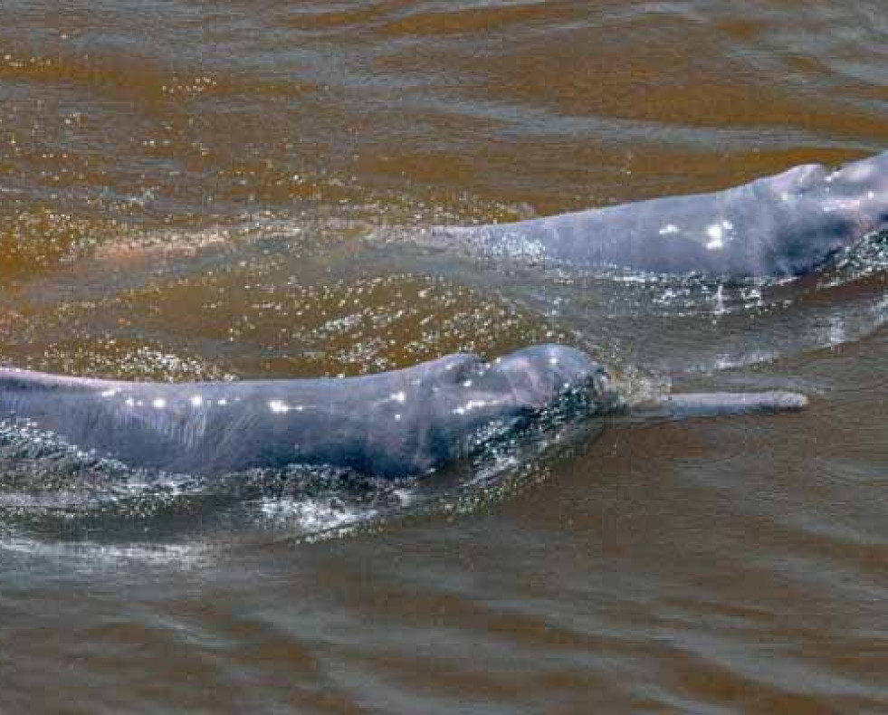 Satélites para conocer mejor a los delfines rosados de la Amazonia