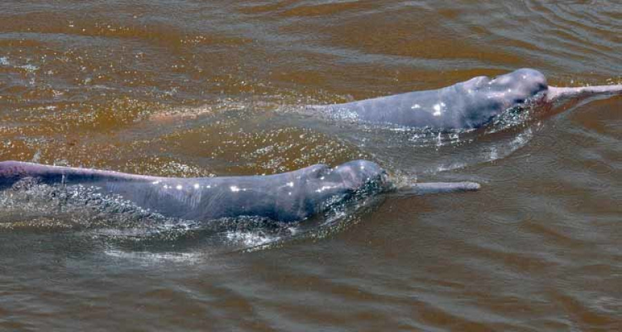 Satélites para conocer mejor a los delfines rosados de la Amazonia