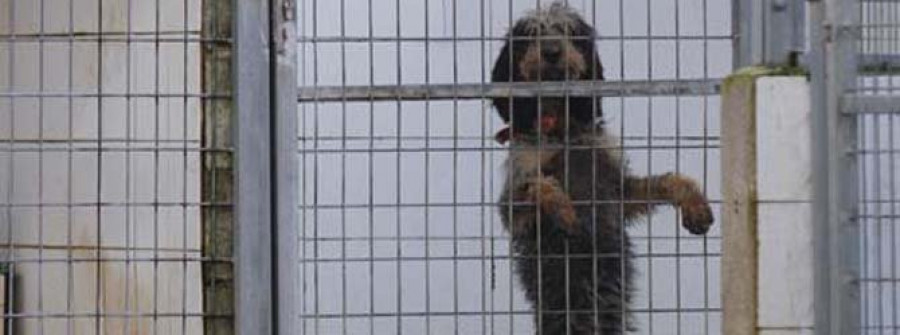 Los animalistas piden una nueva ordenanza contra el abandono