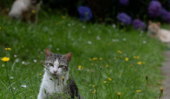 Ares emprende una campaña de esterilización de gatos callejeros