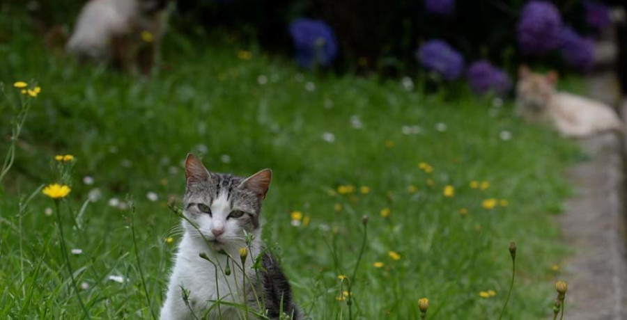 Ares emprende una campaña de esterilización de gatos callejeros