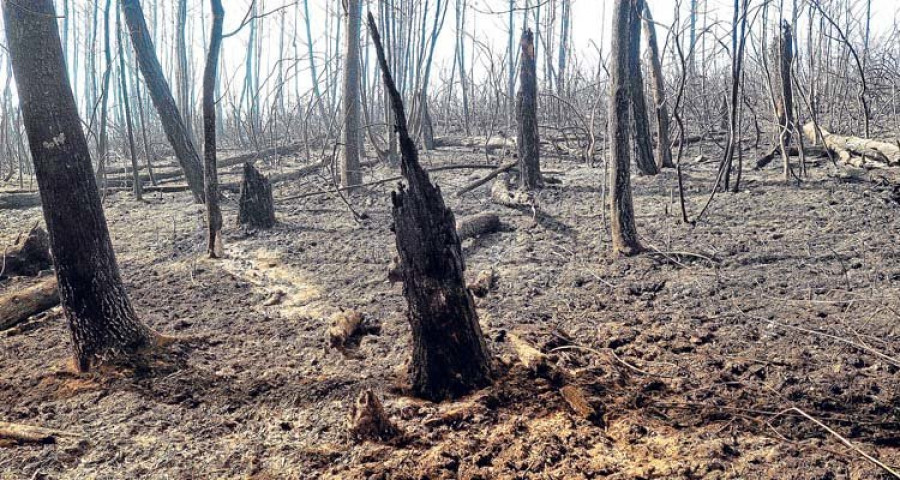 Galicia registra 19 incendios y hay varios fuegos que amenazan desde Portugal