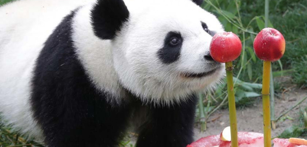 Una osa panda crea obras 
de arte en el zoo de Viena