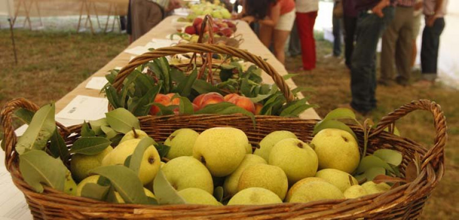 Los mejores lotes de fruta autóctona se darán cita en la VIII Feira Rural