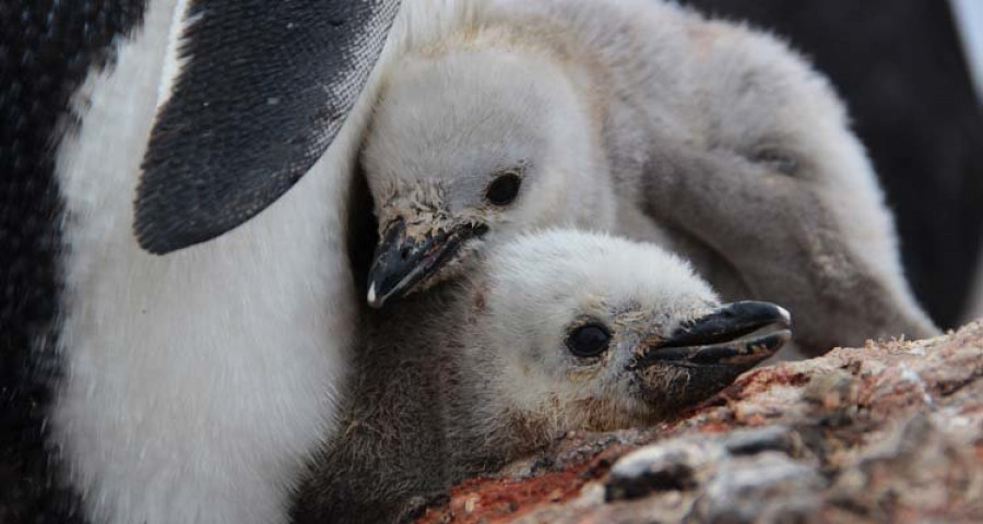 La principal colonia de pingüinos de la Antártida, en peligro