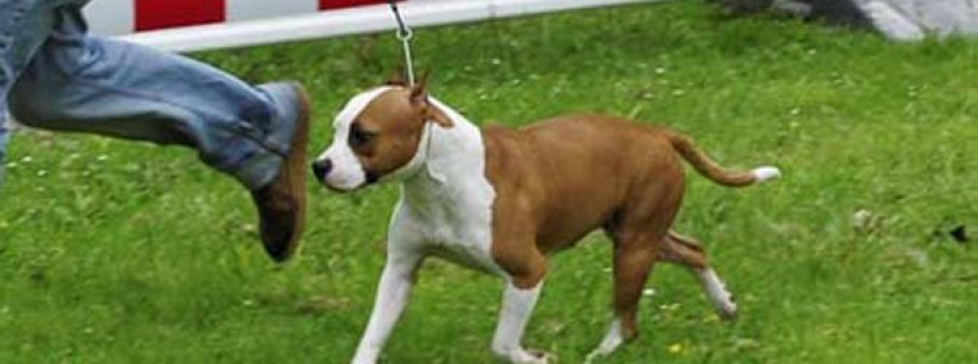Más de 150 perros participarán en Sedes en la V Exposición Canina