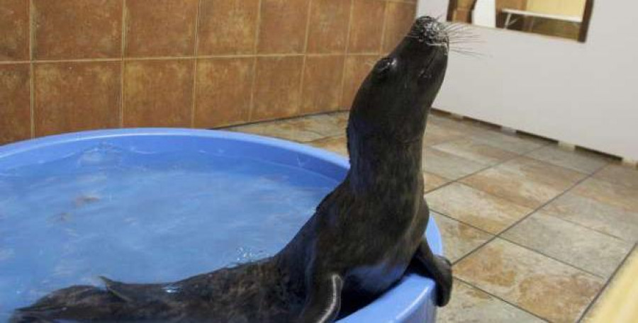La UCI de lobos marinos de la SGHN cumple 14 años con un nuevo inquilino, la foca Salseiro